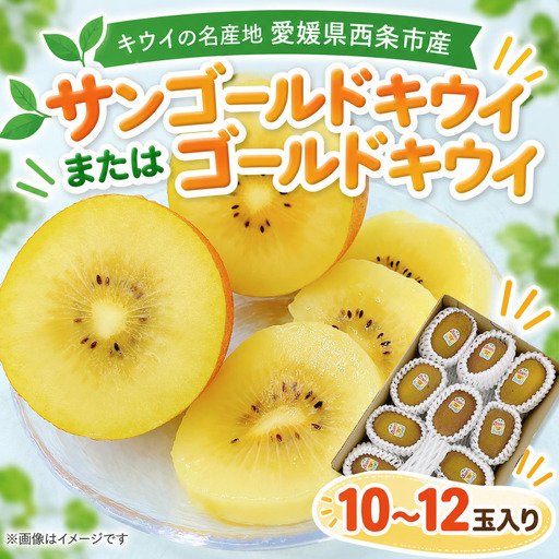 サンゴールドキウイ または ゴールドキウイ 10〜12玉 [11月下旬〜12月下旬頃発送]