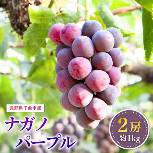 【2026年先行予約】ナガノパープル 約1kg (2房)  家庭用 | ナガノパープル