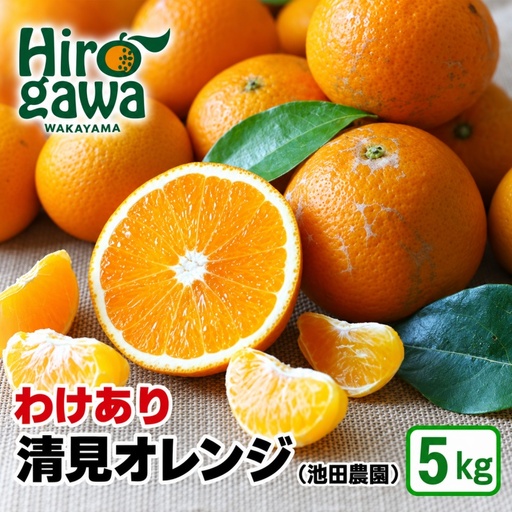 清見 オレンジ 家庭用 5kg+250g（痛み補償分） 光センサー / 訳あり 清見オレンジ 清見タンゴール きよみ 清美 甘い 和歌山 柑橘 ※2月上旬～6月上旬に順次発送 ※北海道・沖縄・離島への配送不可 【ikd011-c-5A】