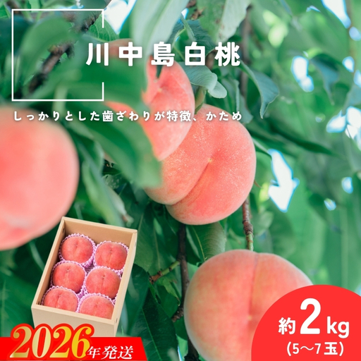 No.2993 「川中島白桃」約2kg(5～7玉)【2026年発送】