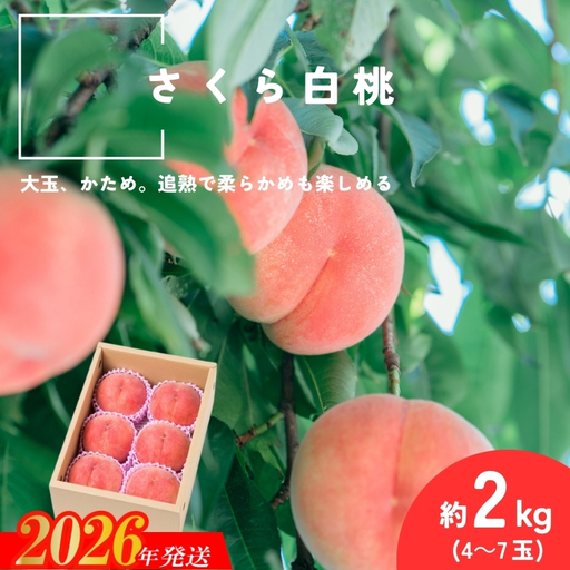 No.2995 さくら白桃 福島県福島市産 約2kg(4～7玉)【2026年発送】