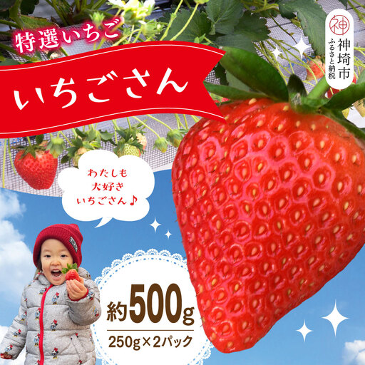 [先行受付 令和9年1月下旬より発送]特選いちご(いちごさん) 250g×2パック(H101106)