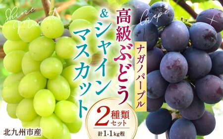 高級ぶどう（ナガノパープル）・シャインマスカット 計2房セット 計1.1kg程《化粧箱入り》【2027年8月下旬～9月上旬発送予定】2種類 フルーツ くだもの ブドウ マスカット 糖度 甘い 種無し 種なし 季節 冷蔵 国産 福岡県 北九州市