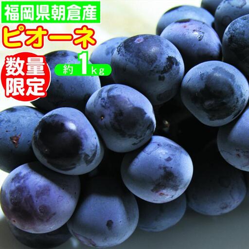 【数量限定】 葡萄 2026年先行予約 ピオーネ 1～3房 約1kg 葡萄