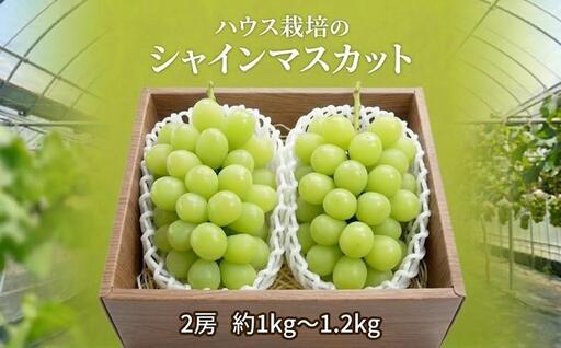 ＼まもなく発送開始／ ハウス栽培 の シャインマスカット 2房 ( 約1kg-1.2kg ) 令和8年産 