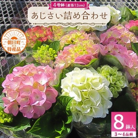 あじさい詰め合わせ4号鉢×8鉢入(3〜4品種)[配送不可地域:離島・北海道・沖縄県]