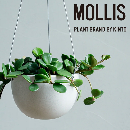 【観葉植物】MOLLIS ペペロミア ホープ 観葉植物【KINTO】