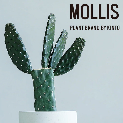 [観葉植物]MOLLIS 墨烏帽子 サボテン 観葉植物[KINTO]