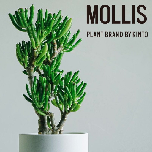 [観葉植物]MOLLIS 宇宙の木 ユニーク 観葉植物 [KINTO]