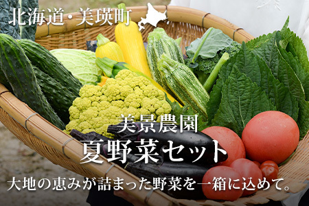 夏野菜セット[令和9年産先行受付]旬野菜 新鮮野菜 北海道 美景農園