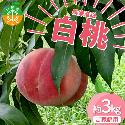 【ご家庭用】令和9年産 先行受付 農家直送「白桃」約3kg(6～11玉) 品種おまかせ 山形県 中山町 F4A-0471
