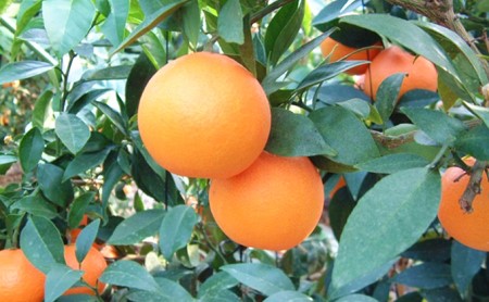 家庭用 紅まどんな 5kg 柑橘 愛媛 みかん 紅まどんな 国産 紅まどんな 果物 傷あり 紅まどんな 旬 お届け 12月 上旬 から 下旬 ブランド オレンジ 減農薬 有機 ビタミン 美味しい 有名 紅まどんな 農協 JA