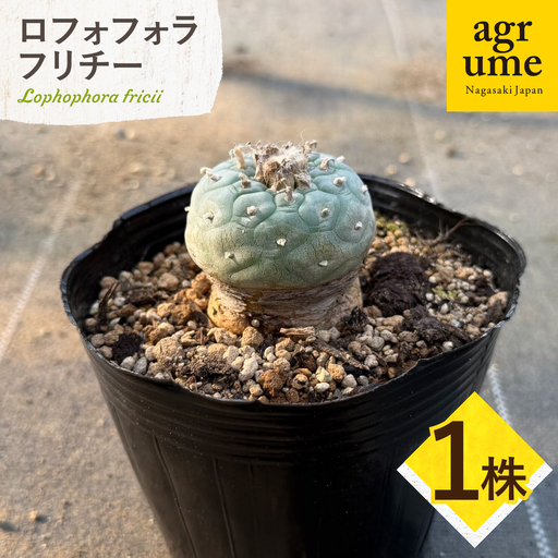 ロフォフォラ 銀冠玉 Lophophora fricii １株 長与町/アグリューム[EAI176] 