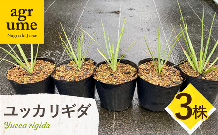 Yucca rigida ユッカ リギダ 3株 長与町/アグリューム[EAI184] 