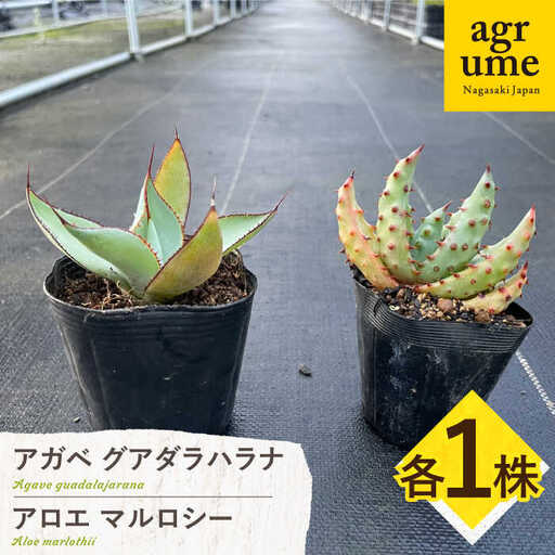 アガベ グアダラハラナ & アロエ マルロシー 各1株 Agave guadalajarana & Aloe marlothii&nbsp;長与町/アグリューム