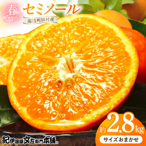 【2027年先行予約】セミノールオレンジ 約2.8kg 湯浅町田村産 春みかん （果実サイズおまかせ）/ 紀伊国屋文左衛門本舗_V7032