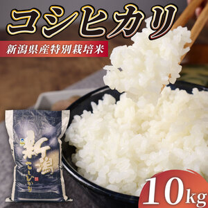 R7年産先行予約 コシヒカリ 10kg 5kg 2袋 特別栽培米 先行予約 コンテスト 入賞米 米 おこめ お米 ブランド米 ご飯 ごはん オニギリ お弁当 玄米 対応可 kome ※ 送料無料 数量限定 農家直送 産地直送 国産 川瀬農園 新潟 新発田 kawase001_02