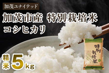 【令和8年産新米先行予約】加茂市産 特別栽培米 コシヒカリ 精米5kg 《10月上旬～順次出荷》
