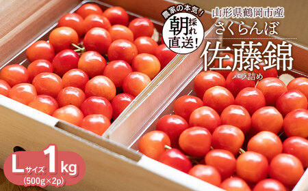 【令和9年産】 さくらんぼ 佐藤錦 Lサイズ バラ詰め 1kg(500g×2P) 鶴岡市産 大膳農園