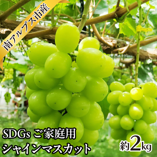 ＜2026年発送先行予約＞SDGs ご家庭用 シャインマスカット約2.0kg  ALPAJ042