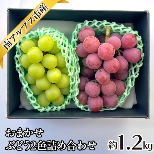 ＜2026年発送先行予約＞おまかせ ぶどう2色詰め合わせ約1.2kg ALPAJ047