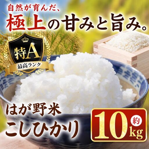 令和7年度 はが野米 こしひかり 10kg 