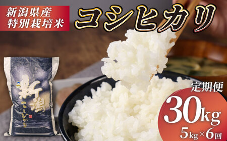R7年産先行予約 定期便 30kg 5kg×6回 特別栽培米 コシヒカリ コンテスト 入賞米 米 おこめ お米 ブランド米 ご飯 ごはん オニギリ お弁当 玄米 対応可 kome  5kg  送料無料 数量限定 農家直送 産地直送 国産 川瀬農園 新潟 新発田 kawase2002