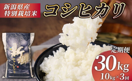 R7年産先行予約 定期便 30kg 10kg×3回 特別栽培米 コシヒカリ コンテスト 入賞米 米 おこめ お米 ブランド米 ご飯 ごはん オニギリ お弁当 玄米 対応可 kome  5kg 2袋  送料無料 数量限定 農家直送 産地直送 国産 川瀬農園 新潟 新発田 kawase3002