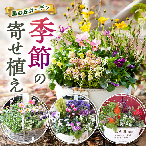 花 [10月頃から発送][お手軽ガーデニング]季節の寄せ植え(風の丘ガーデン)