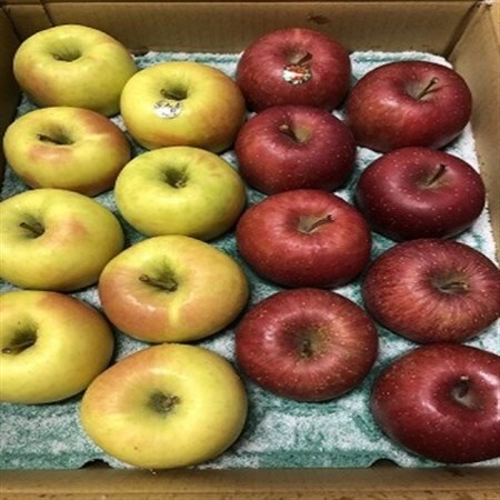 サンふじ＆ぐんま名月【贈答用】約5キロ　農家直送　青森県産りんご_果物・フルーツ りんご  リンゴ 林檎_【1568469】