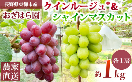 [先行受付2026年発送]農家直送!朝採れシャインマスカット&クイーンルージュ(R)約1kg(各1房)|おぎはら園 ※2026年9月下旬〜10月上旬順次発送