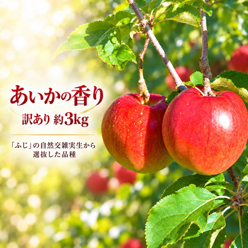 訳あり りんご 令和8年11月中旬発送 傷等訳あり・ご家庭用 甘い! 希少! 幻のりんご あいかの香り 約3キロ【010-e2】