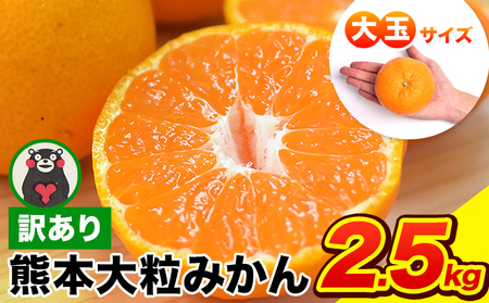 [先行予約] ご家庭用 熊本 大粒みかん 約2.5kg (3L〜5Lサイズ)大玉 みかん 先行予約 熊本 ちょっと 訳あり 傷 たっぷり 熊本県産 熊本県 期間限定 フルーツ 旬 柑橘 長洲町 大粒みかん[2027年1月中旬-2月末頃出荷]
