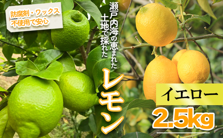 [レモン][2027年1月頃から順次発送]イエローレモン 約2.5kg |愛媛県松山市[MSD002_y]