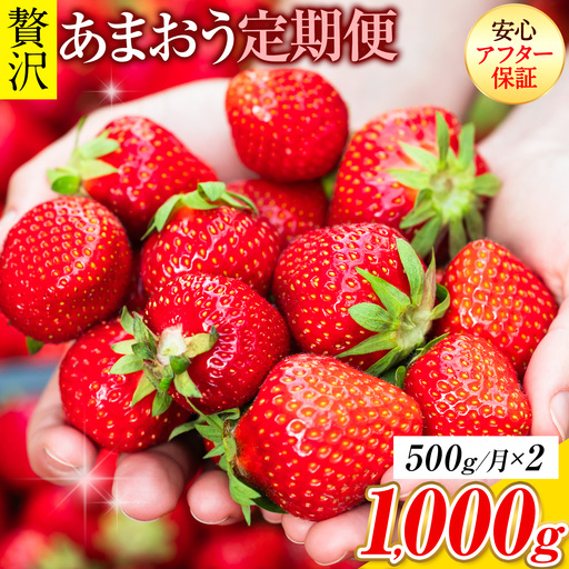 [2ヶ月定期便]あまおう 500g いちご