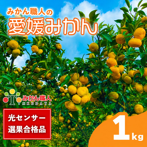 [先行予約]訳あり 愛媛みかん 1kg 人気 みかん 冬 秋 旬 厳選 光センサー選果 柑橘 かんきつ 果物 くだもの 国産 少量 お試し フルーツ スイーツ デザート ご褒美 みかん 蜜柑 大小 サイズ ミックス 不揃い 傷 温州 温州みかん 美味しい 農家直送 地場産品 こだわり 職人武田屋 愛媛県 愛南町