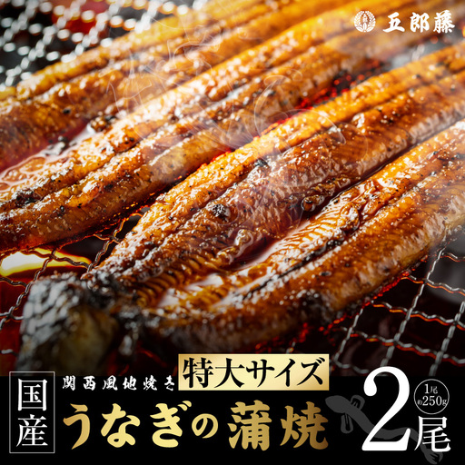 老舗【五郎藤】 関西風地焼き 国産有頭旨鰻 250g×2尾