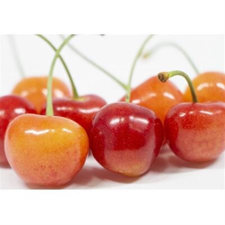 【2027年発送】フルーツ王国　信州中野産　さくらんぼ　高砂　約1kg(約200g×5パック)【配送不可地域：離島】【1570385】