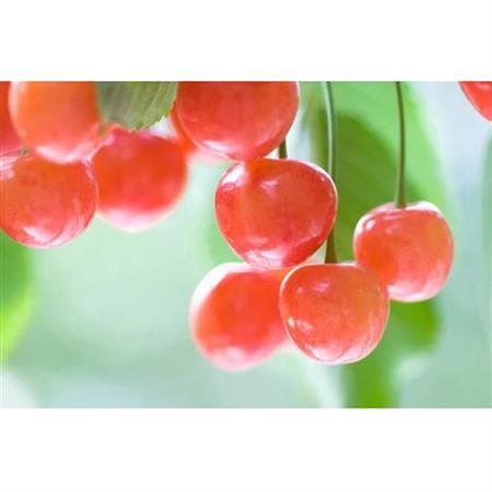 【2027年発送】フルーツ王国　信州中野産　さくらんぼ　佐藤錦　約600g(約100g×6パック)【配送不可地域：離島】【1570434】