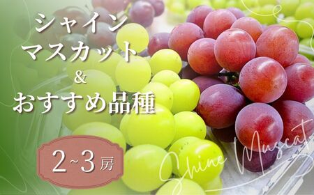 れいわぶどう園 シャインマスカット 農園おすすめ品種 食べ比べ 2〜3房 | ぶどう 前橋市 群馬県