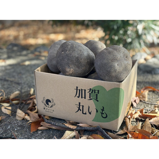【先行予約】能美市特産品加賀丸いも 3kg