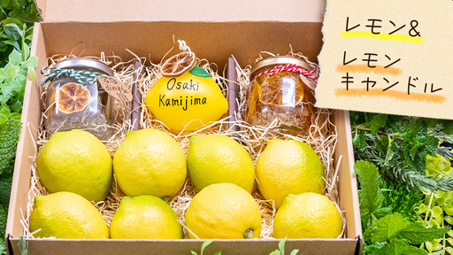[ 先行予約 ] 贈り物に 甘く香る レモンドキャンドル3個 & 生果レモン約1kg ギフトセット 1月〜2月末発送予定