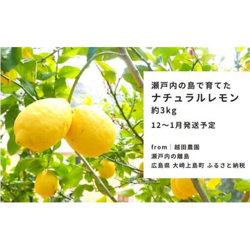 瀬戸内レモン  約3kg  【 2026/12月 ～ 2027/1月発送 先行予約 】 ワックス 防腐剤不使用