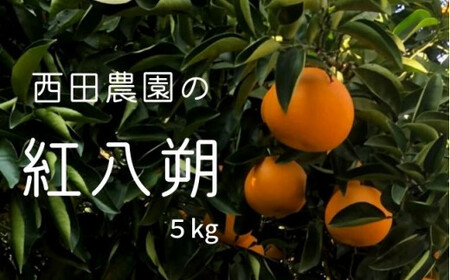 瀬戸内 紅八朔 約5kg(15個程度) [2027年2月以降発送]