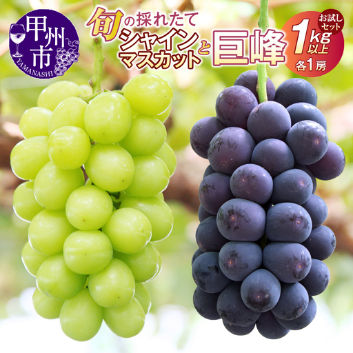 【クール配送】お試しセット！旬の採れたてシャインマスカット＆巨峰 1.0kg以上（各1房）【2026年発送】（HO）B-428 シャインマスカット 巨峰 フルーツ