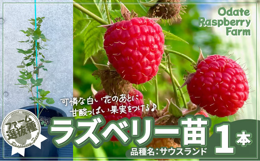 ラズベリー苗　150P7803【おおだてラズベリーファーム】