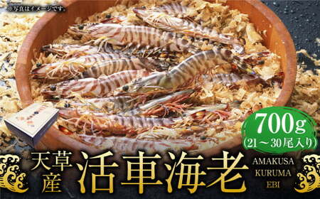 【配送指定日必須】天草産活車海老 700g 21～30尾 活き車海老 車海老 車エビ 活き海老 活きエビ えび 海老 エビ 新鮮 魚介 【発送期間2026年11月6日～2027年3月31日】