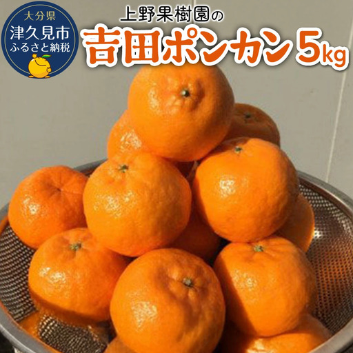 上野果樹園の吉田 ポンカン 5kg | ポンカン 津久見市