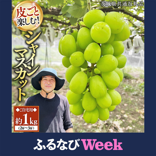 【ふるなびWEEK対象】【2026年9月中旬発送開始】《先行予約》シャインマスカット ご自宅用 約 1kg  ( 2房 ～ 3房 ) ( 茨城県共通返礼品 かすみがうら市 ) マスカット 葡萄 ぶどう ブドウ 歯ごたえ 甘み 香り 鈴木農園 [ED005sa]