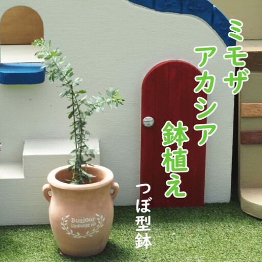 苗木 ミモザアカシア 鉢植え つぼ小 植物 ガーデン 苗木